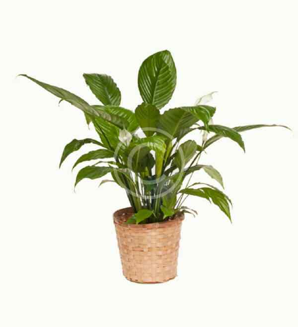 Spathiphyllum