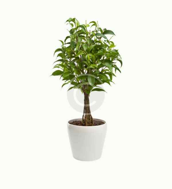 Ficus benjamina