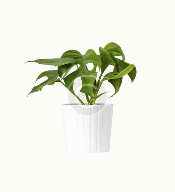 Philodendron - Image 2