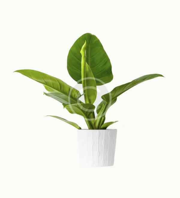 Philodendron